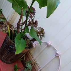 Elephant Ear Plant 