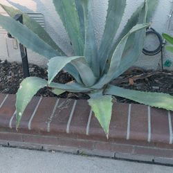 Blue Agave Succulents 