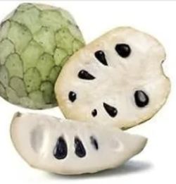 Cherimoya Fruit tree
