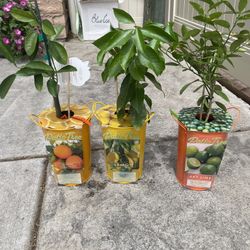 Lemon-Lime-Orange 