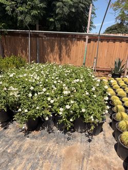 White iceberg roses 5 gallons