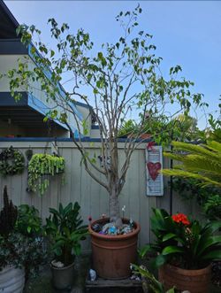 8.5ft Ficus Bonsai Tree in Large Clay Pot – Mature Trunk, Patio Statement