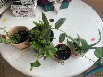 Plants