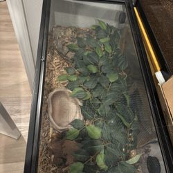 Corn snake enclosure
