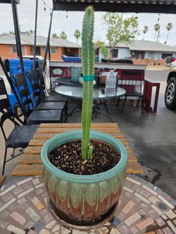Fairy tale castle cactus