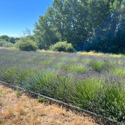 Organic French Lavender (Grosso) Dried Or Fresh