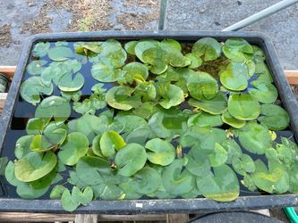 Pond plants