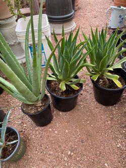 Large Agave & Aloe Vera