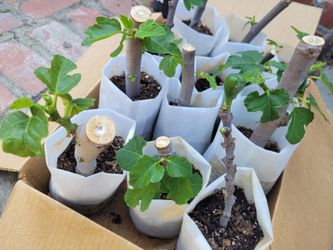 🌿 Fig Tree – Extremely Sweet and Strong Flavor 🌿