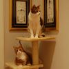Catmandoo