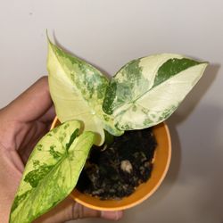 Alocasia Gageana Aurea/Mint Variegated 3 Inch Ceramic Pot