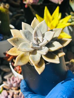 White Graptopetalum Paraguayense Ghost Plant Succulent