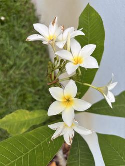 This white Plumeria / Frangipani Tree See All Pictures of # 13