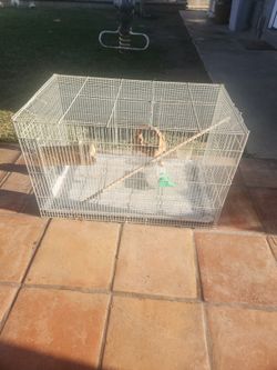 Bird Cage