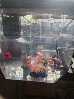 5 gallon tank