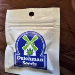 Dutchman genetics