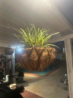 Beautiful Large Hanging Spider Plant