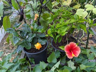 Hibiscus for Sale