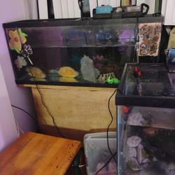 60 Gallon 