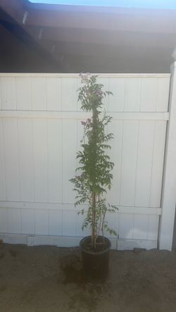 Bignonia