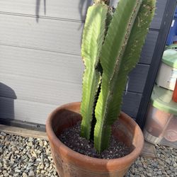 Candelabra Euphorbia 