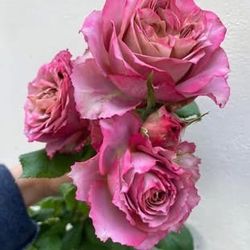 Rare European, Japan rose plants :Nachuru Test