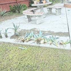 Agave Baby Plants 