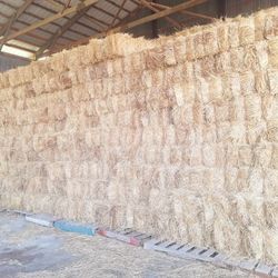 Hay