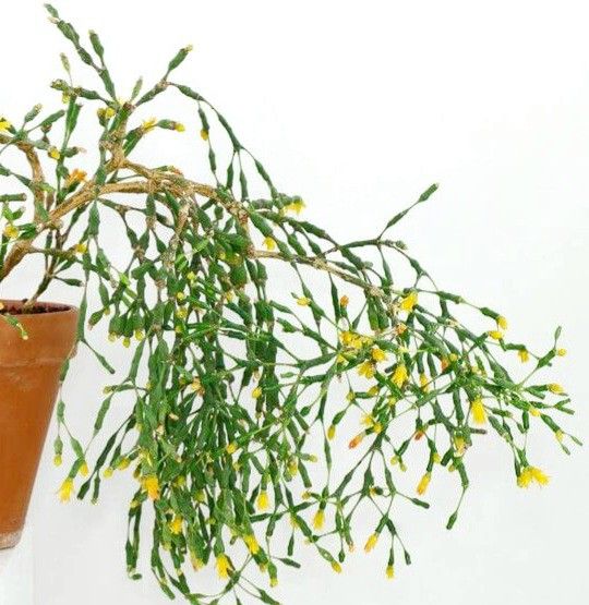 Rare Dancing Bones Cactus Plant/ House Plant/ Indoor Plant Flower