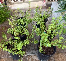 Elephant, Food Or Jade Plants In One Gallón $12 Each Price Firm