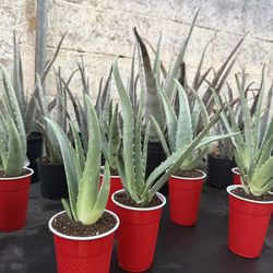 Sábila / Aloe Vera 
