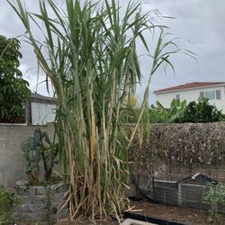 Sugar Cane Cuttings
