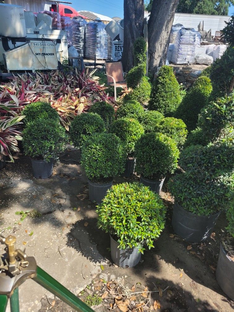 TOPIARIES SMALL 3GALLONS 