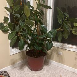 Large Money Plant 