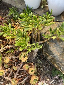 Gollum Jade Succulent 