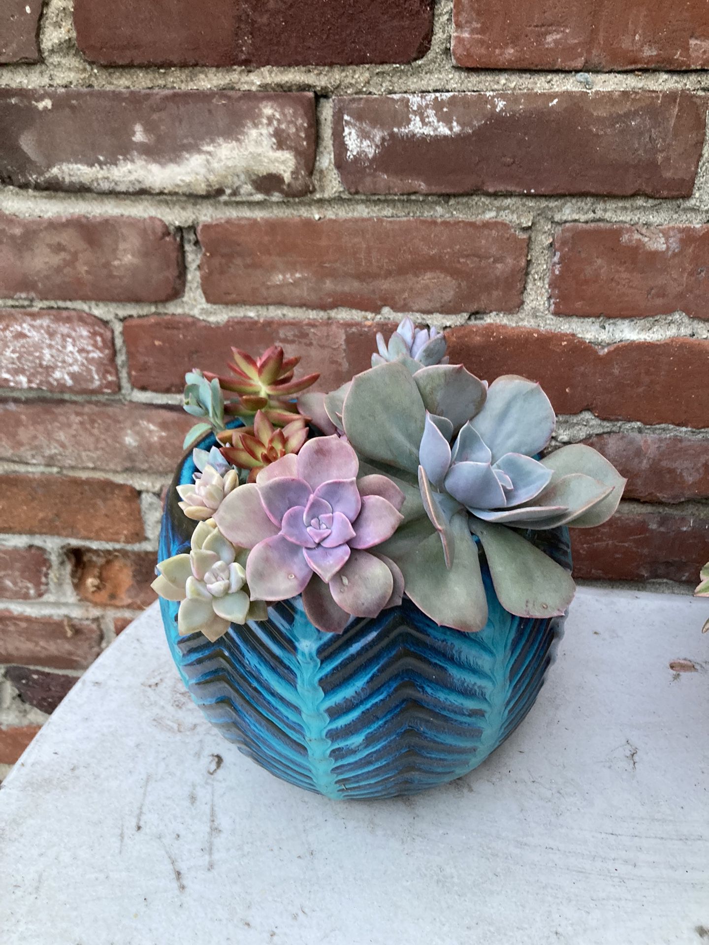Variety Of Colorful Succulents 