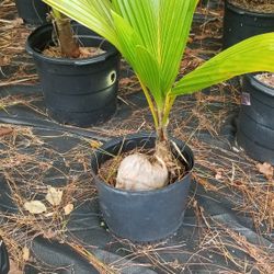 Coconut palm 3ft  $7.00