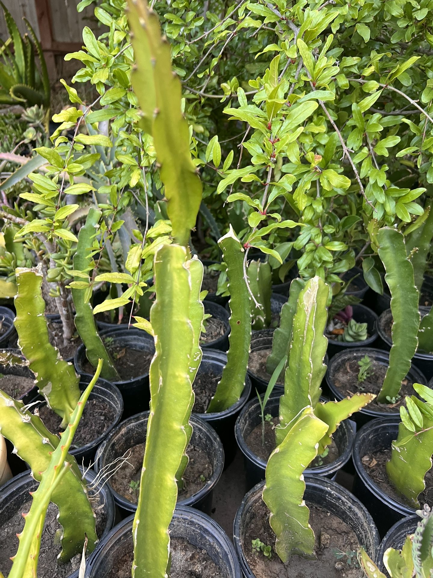 Dragon Fruit Plant