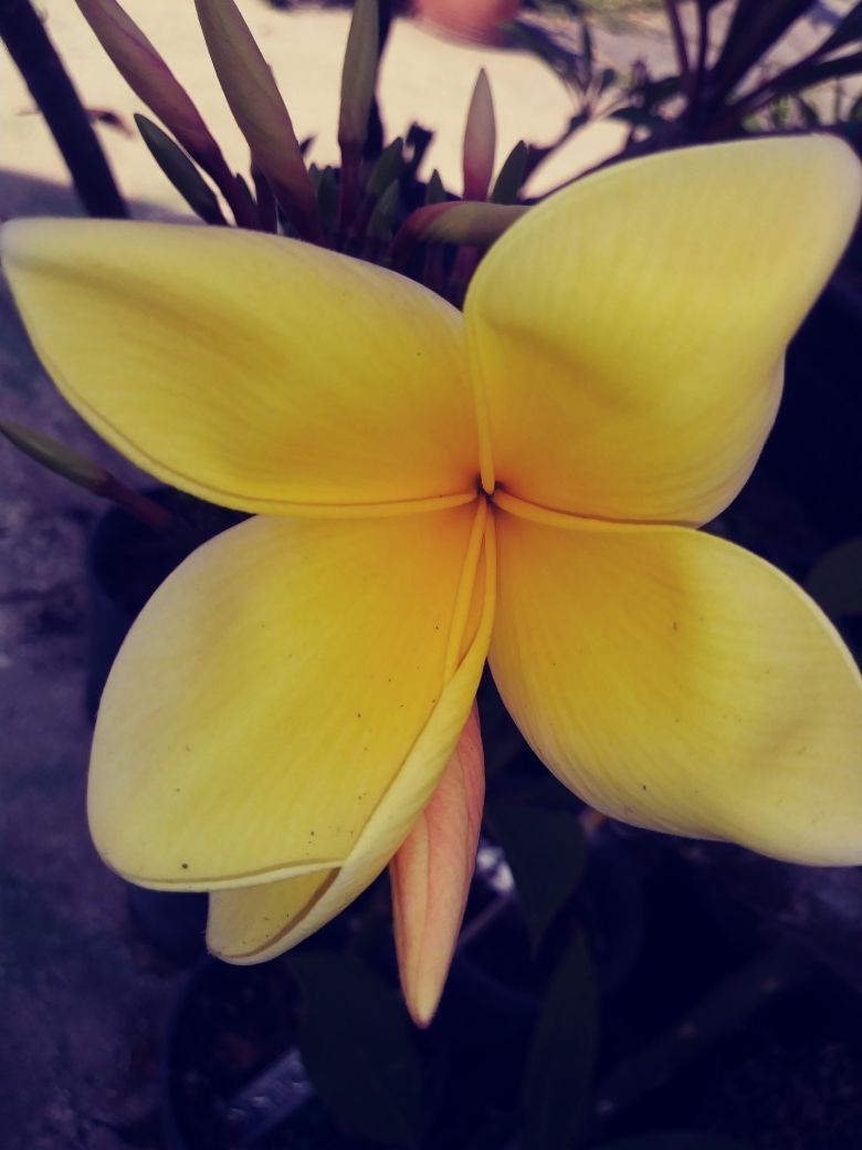 PLUMERIA RARE "AZTEC GOLD" SOLID COLOR ROOTED CUTTING 2-3 tips in POTS w/ BLOOMS 💐.