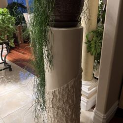 Gorgeous Real House Plant