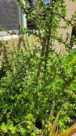 Elephant Plat Clippings