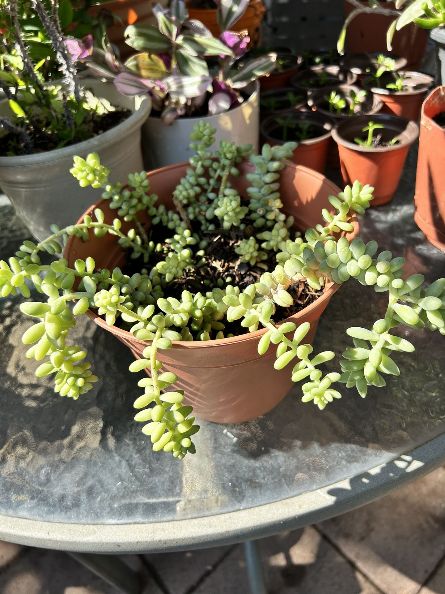 Succulent Plant