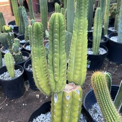 San Pedro Cactus TPM