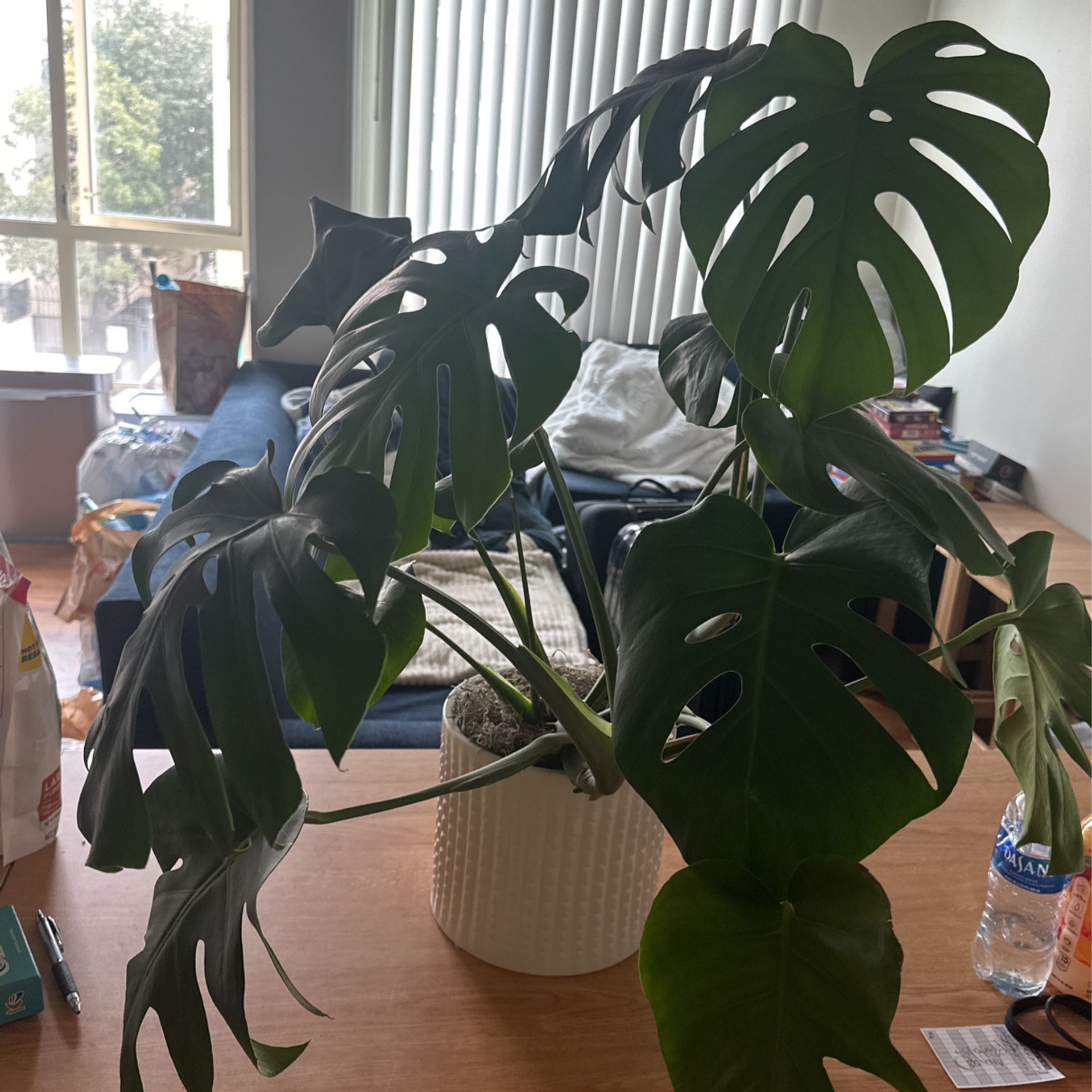 Monstera Plant With High Quality Pot