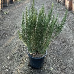 Rosemary Bush