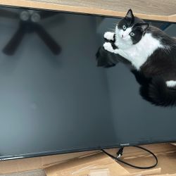 50" PANASONİC LED TV 