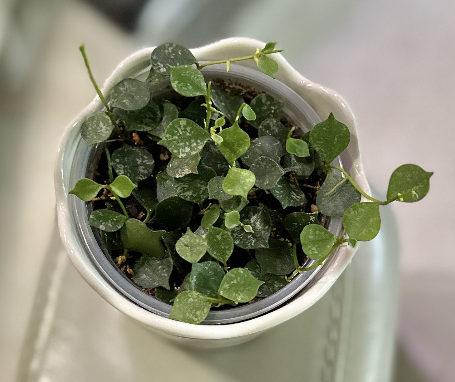 Hoya Curtisii In Ceramic Pot
