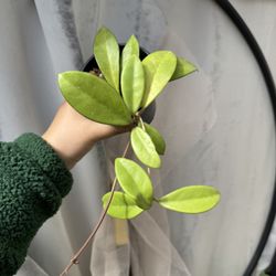 Hoya Carnosa Cv Crystal - 4” Pot - Rooted In Soil