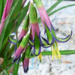 Queen Of Tears Bromiliad 