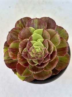 Aeonium Big Bang